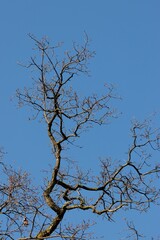 Solitary tree in a natural setting, with a bright blue sky in the background