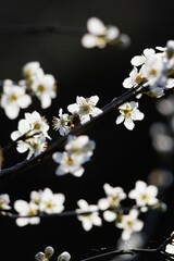 Closeup of a branch of white cherry blossom
