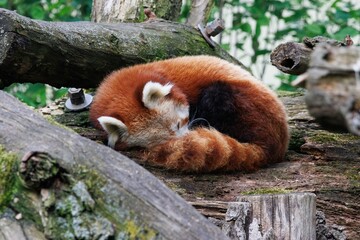 Cute red panda bear snoozing peacefully on a pile of wooden logs in a tranquil outdoor setting.