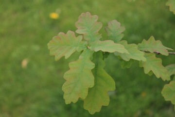 a closeup of oak leaves