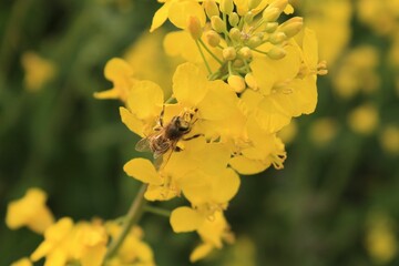 a closeup of Yellow oilseed rape blossoms
