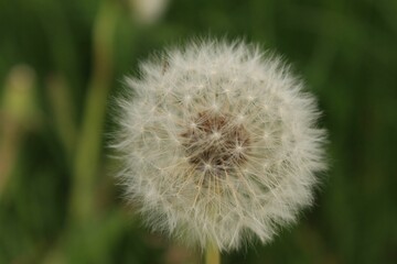close - up photo of a dandelion with green background
