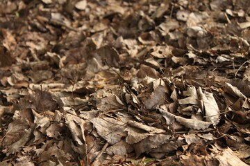 a closeup of fallen dry leaves