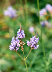 Beautiful close-up of lavandula canariensis