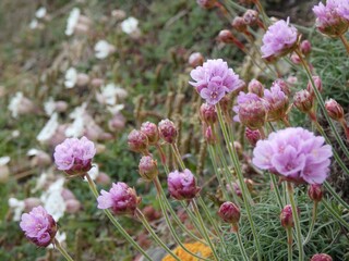 Fototapeta premium a bunch of flowers that are in the dirt near the rocks