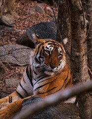 Adult tiger is perched in a park surrounded by lush foliage and dry trees