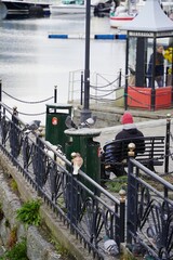 Young man sitting on a bench in a street, surrounded by doves