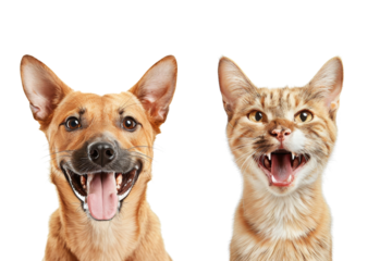 Happy dog and cat facing forward with their mouths open, isolated on transparent background. Perfect for pet-themed designs and advertisements.