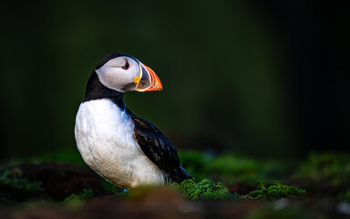 Puffin portrait