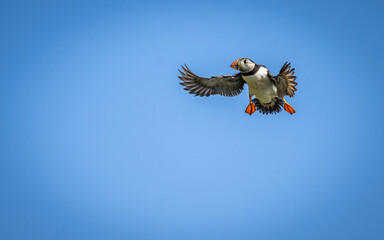 Puffin coming in to land