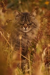 Portrait of a furry tabby cat in a field.