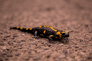 Closeup of a fire salamander on the ground