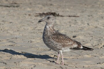 Small bird perched on the sand on a beach