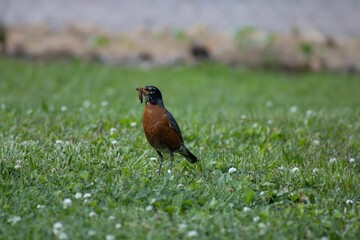 American robin with a freshly caught worm.