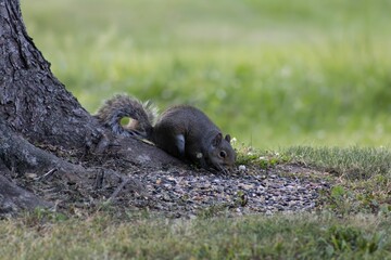 Eastern gray squirrel near the tree trunk surrounded by green grass.