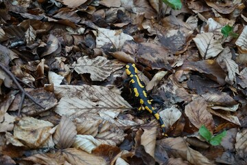 A salamander runs over leaves