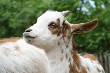 Obraz premium A young goat in the zoo