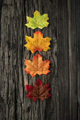 Autumn season and yellowing leaves on wooden background