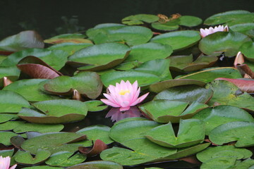 pink water lilly