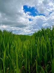 Obraz premium green field and blue sky