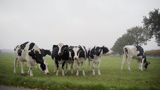 Slow-motion of a group of black and white cows on a farm during daytime