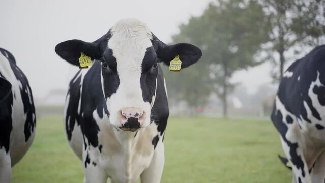 Slow-motion of a group of black and white cows on a farm during daytime