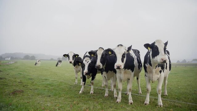 Slow-motion of a group of black and white cows on a farm during daytime