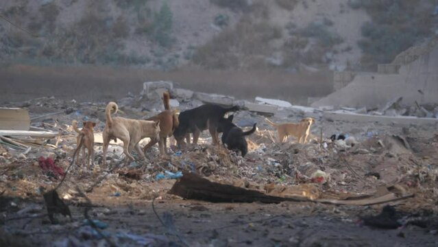 Group of homeless rescued dogs searching food over Gaza ruins of war during Israel-Hamas war conflict