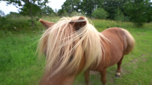 Funny and Cute Shetland Pony Putting Nostril and Muzzle Close to the Camera