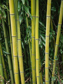 Vibrant green bamboo stalks in natural setting