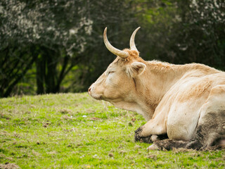 Tranquil cow resting in a green pasture