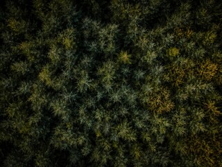 Vibrant top view of lush trees in a forest environment