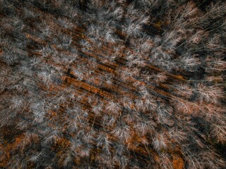 Vibrant top view of lush trees in a forest environment