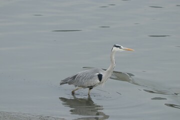 Great blue heron walking in a tranquil body of water.