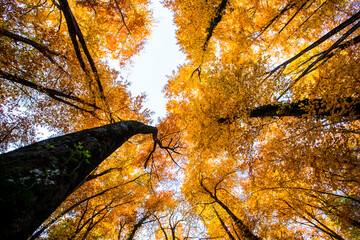 Autumn in La Fageda D En Jorda Forest, La Garrotxa, Spain