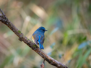 森の中で枯れ木に留まっているルリビタキの雄