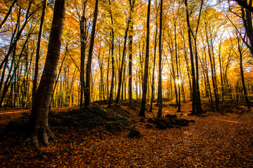Autumn in La Fageda D En Jorda Forest, La Garrotxa, Spain