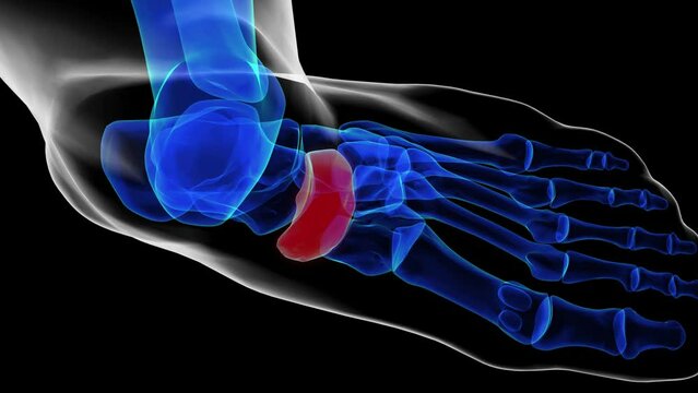 Dorsal view of foot bones navicular bone anatomy for medical Concept 3D rendering
