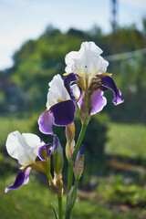 Kosaciec, irys ,Iris L. © Marcin Łazarczyk