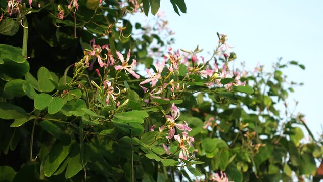 Bauhinia purpurea flowers in the garden