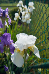 Kosaciec, irys ,Iris L. © Marcin Łazarczyk