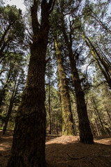 Obraz premium Scene of El Pinar forest in La Palma, Canary islands