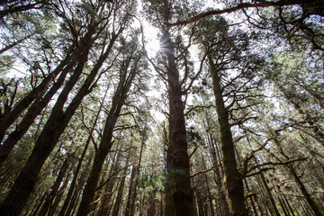 Obraz premium Scene of El Pinar forest in La Palma, Canary islands