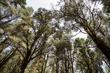 Scene of El Pinar forest in La Palma, Canary islands
