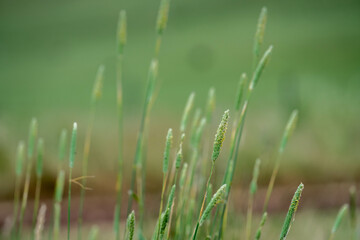 pasture and grass in a paddock on a regenerative organic flowers in a field in summer