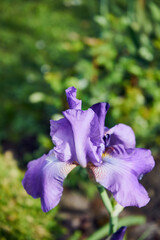 Kosaciec, irys ,Iris L. © Marcin Łazarczyk