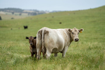 Australian wagyu cows grazing in a field on pasture. close up of a black angus cow eating grass in a paddock in springtime in australia