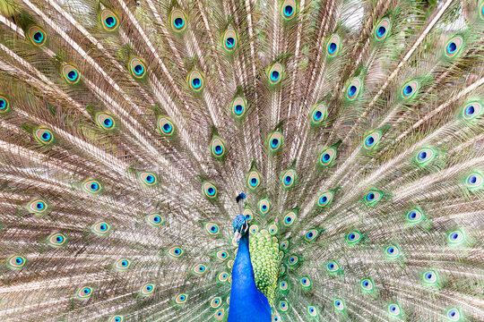 Majestic Indian Peacock Displaying Vibrant Plumage