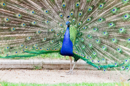Stunning Peacock Showcasing Full Plumage Display