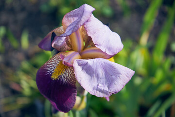 Kosaciec, irys ,Iris L. © Marcin Łazarczyk